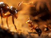 Empire of the Ants Mungkin Menjadi Game Paling Fotorealistik di PS5