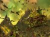 Total War: Ekspansi Thrones of Decay Warhammer 3 yang akan datang mendapat perubahan harga yang besar