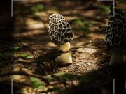 Morels 2 pasti punya banyak unicorn, untuk game koleksi jamur