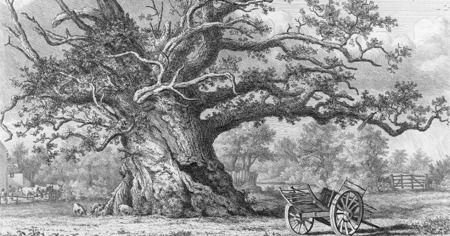 old-vintage-illustration-of-cowthorpe-oak.jpg