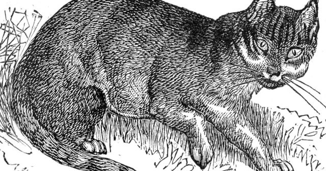 old-vintage-illustration-of-startled-cat.jpg