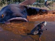 Ikan lele besar yang terlihat mengejar pria kecil mungil dalam permainan cerita rakyat Jepang, sungguh menakutkan dan menakjubkan