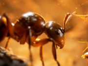 Ulasan Kerajaan Semut (PS5)