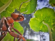 Creepy-Crawlies Empire of the Ants Akan Bergerak dengan kecepatan 60fps di PS5 Pro