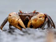 Seekor kepiting memiliki jumlah pembunuhan pemain tertinggi ketiga di Path of Exile 2